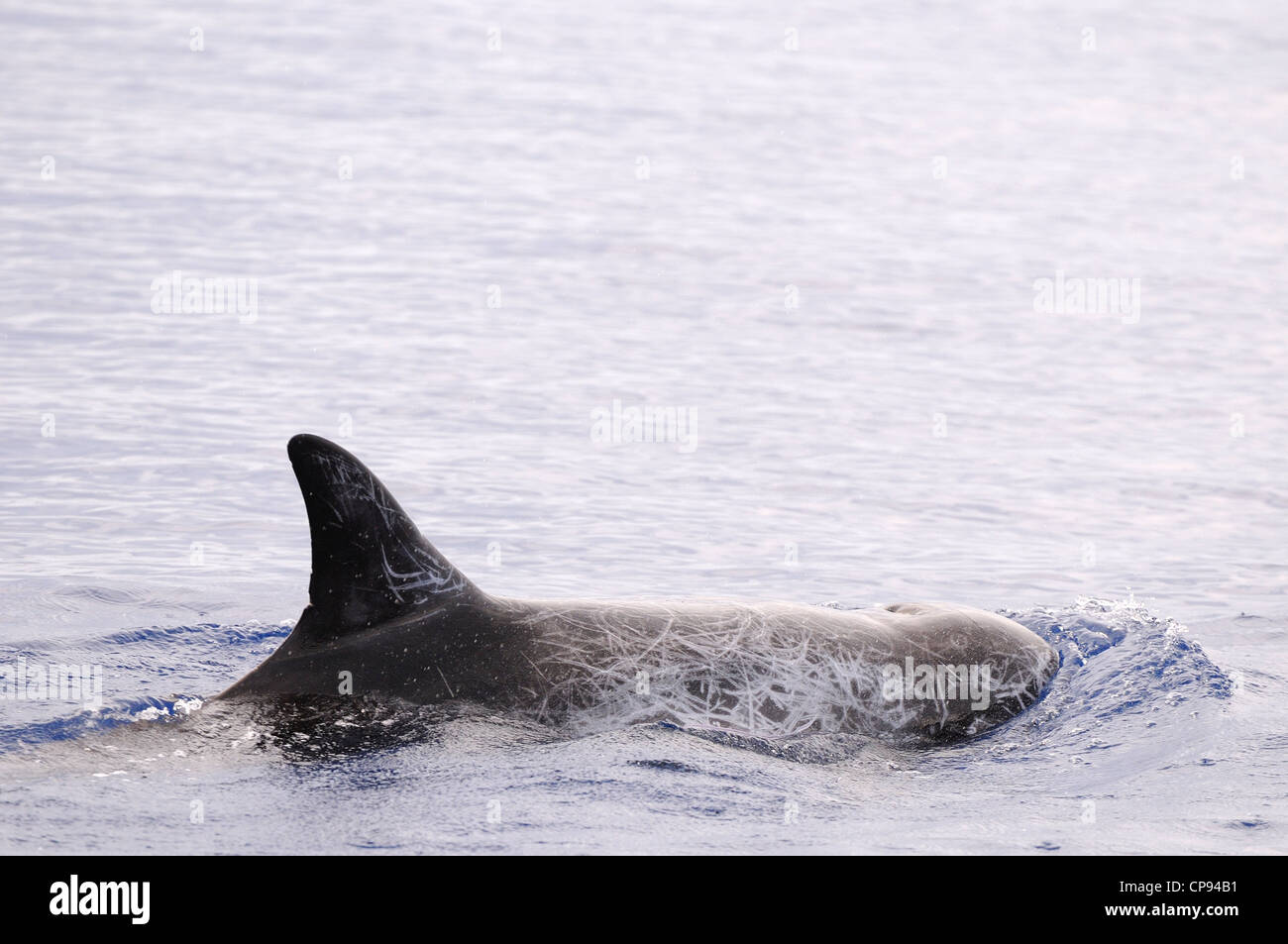 Risso (Dolphin Grampus griseus) in corrispondenza della superficie che mostra la formazione di cicatrici sul corpo, Maldive Foto Stock