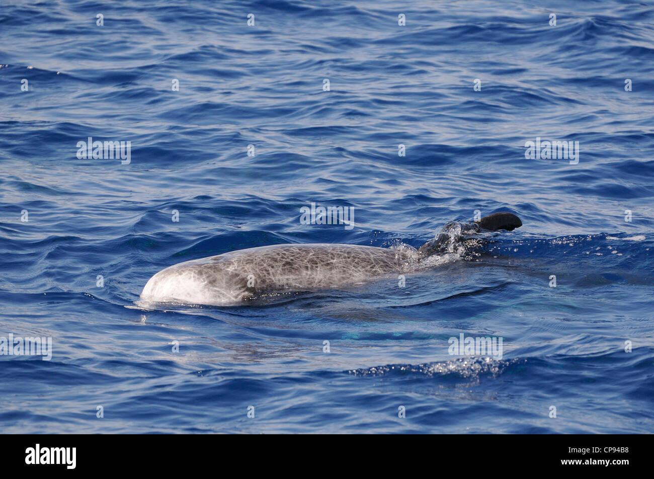 Risso (Dolphin Grampus griseus) in corrispondenza della superficie, Maldive Foto Stock