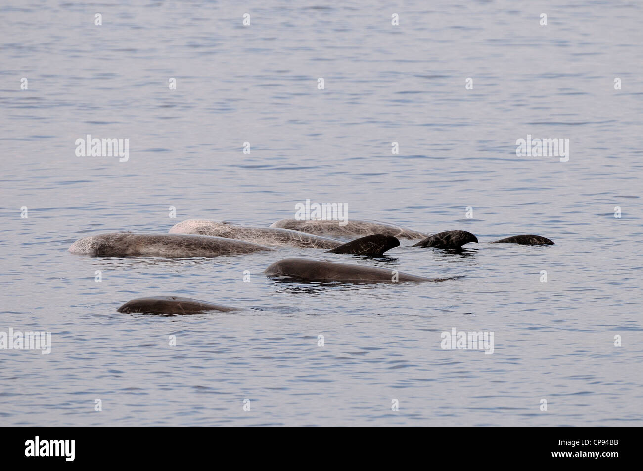 Risso (Dolphin Grampus griseus) cialda posata o la registrazione in superficie, Maldive Foto Stock