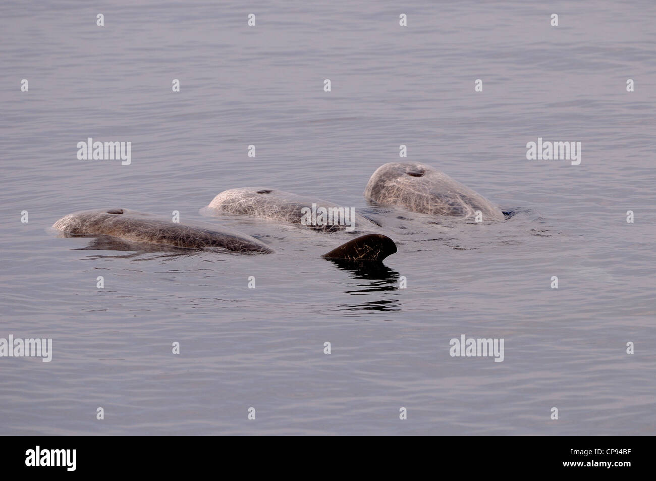 Risso (Dolphin Grampus griseus) tre in appoggio o la registrazione in superficie, Maldive Foto Stock