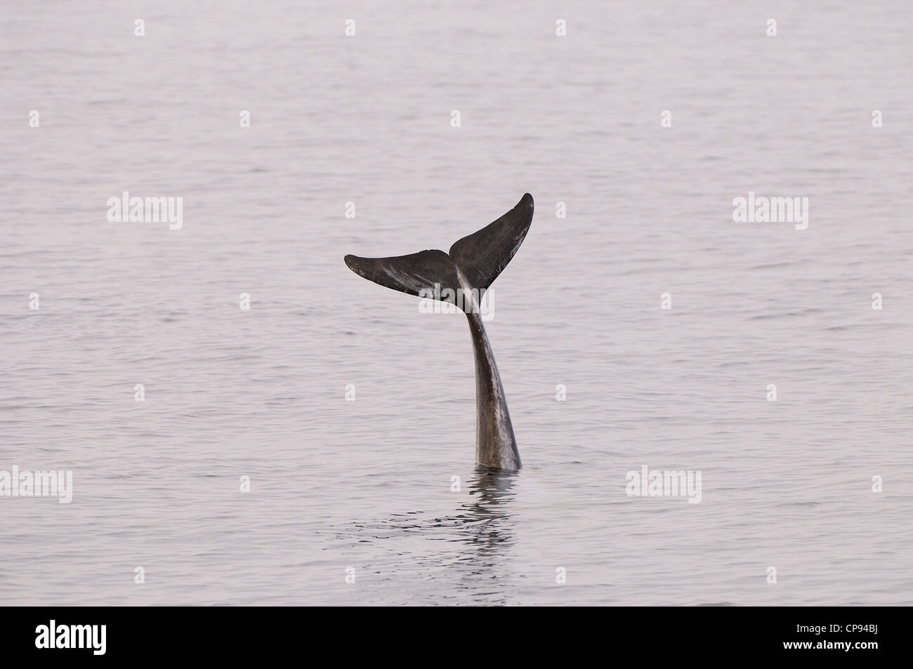Risso (Dolphin Grampus griseus) sollevando la coda fluke fuori dall'acqua, le Maldive Foto Stock