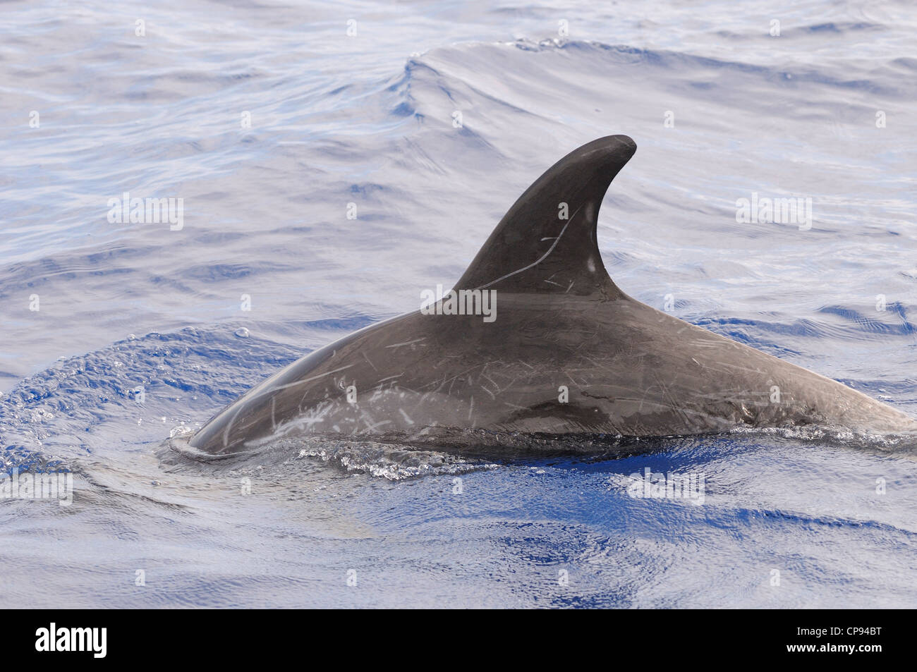 Risso (Dolphin Grampus griseus) close-up della pinna dorsale, Maldive Foto Stock