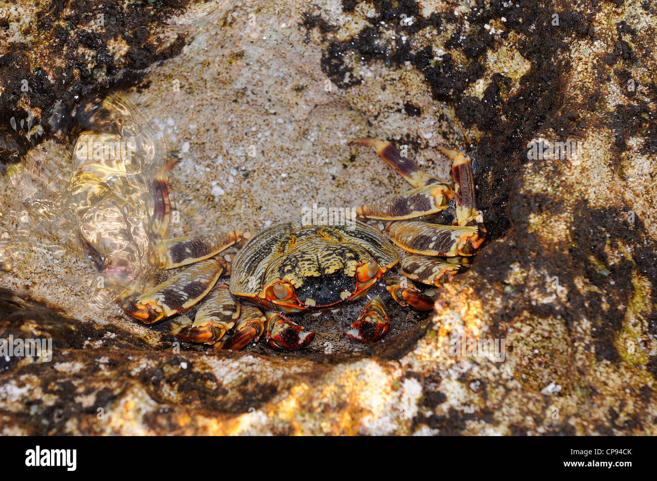 Sally Lightfoot (Grapsus specie) nascosti tra le rocce, le Maldive Foto Stock