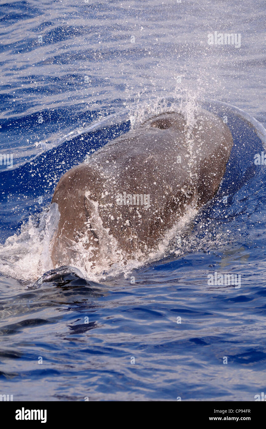 A breve alettato di Balene Pilota (Globicephala macrorhynchus) affiorante, Maldive Foto Stock