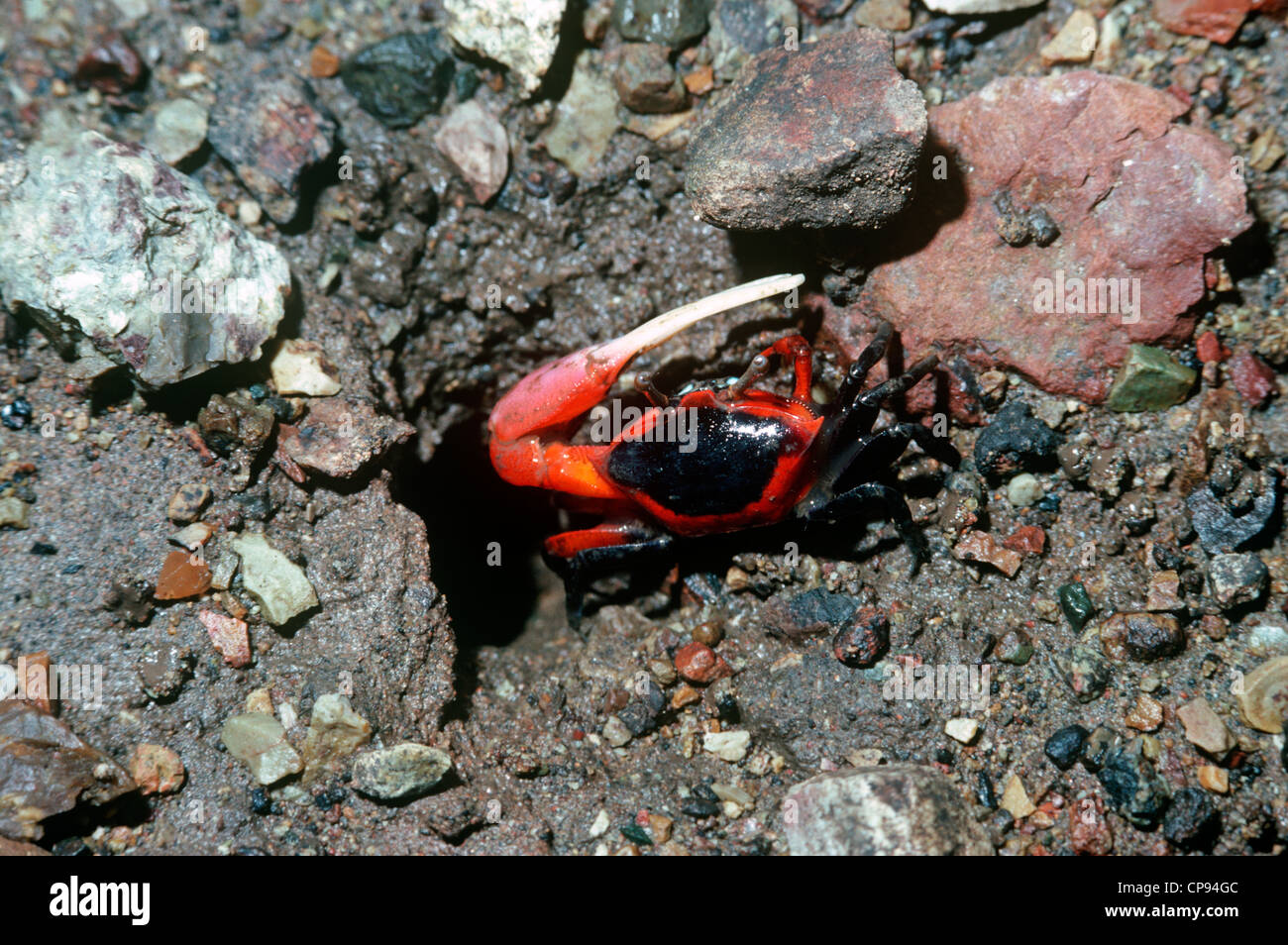 Fiddler crab (Uca sp.: Ocypodidae) Nuova Guinea Foto Stock