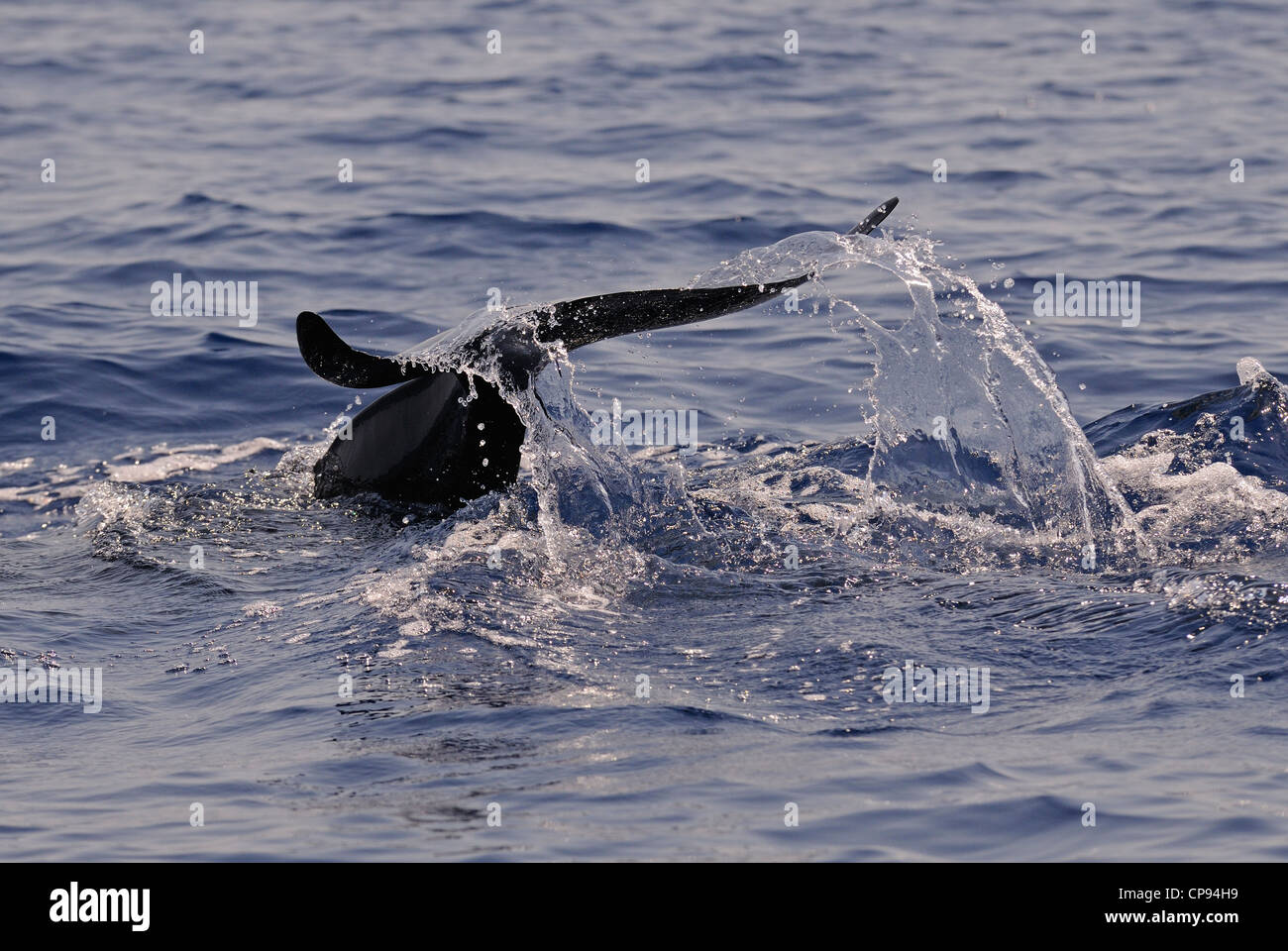 A breve alettato di Balene Pilota (Globicephala macrorhynchus) immersioni con il tail rialzato fluke, Maldive Foto Stock