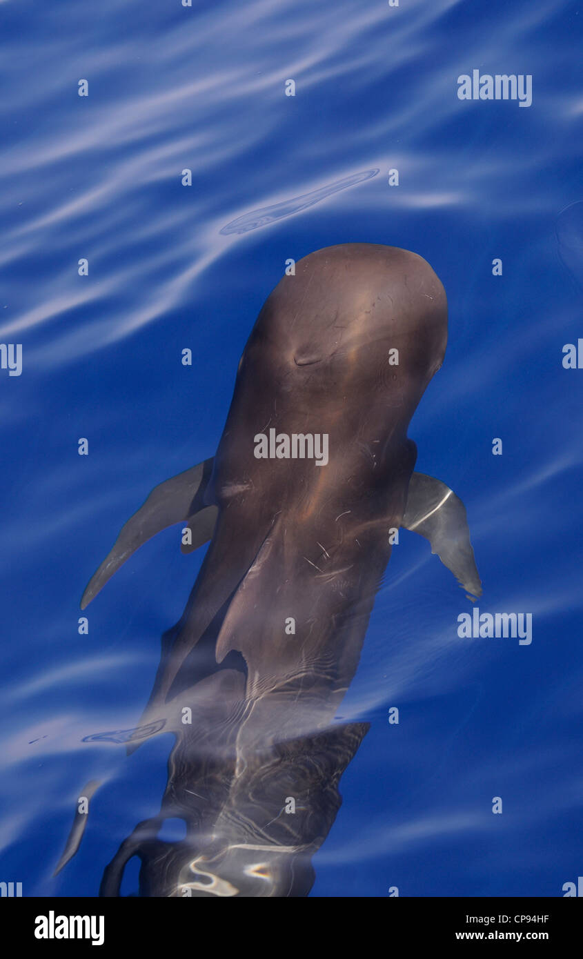 A breve alettato di Balene Pilota (Globicephala macrorhynchus) nuoto subacqueo, mostra chiusa blowhole, vista dalla superficie, Maldi Foto Stock