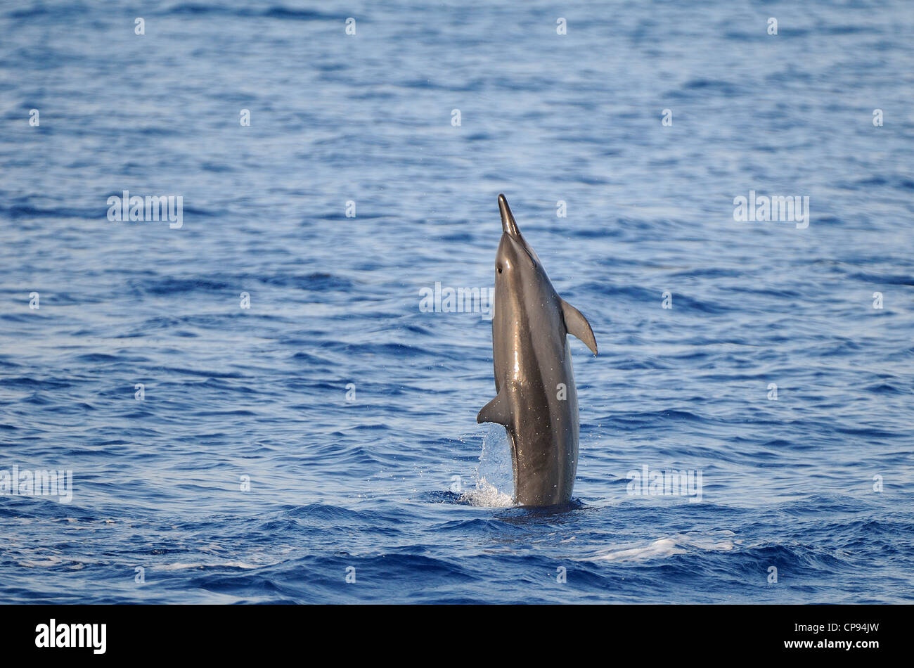 Spinner (Delfino Stenella longirostris) che saltava, Maldive Foto Stock