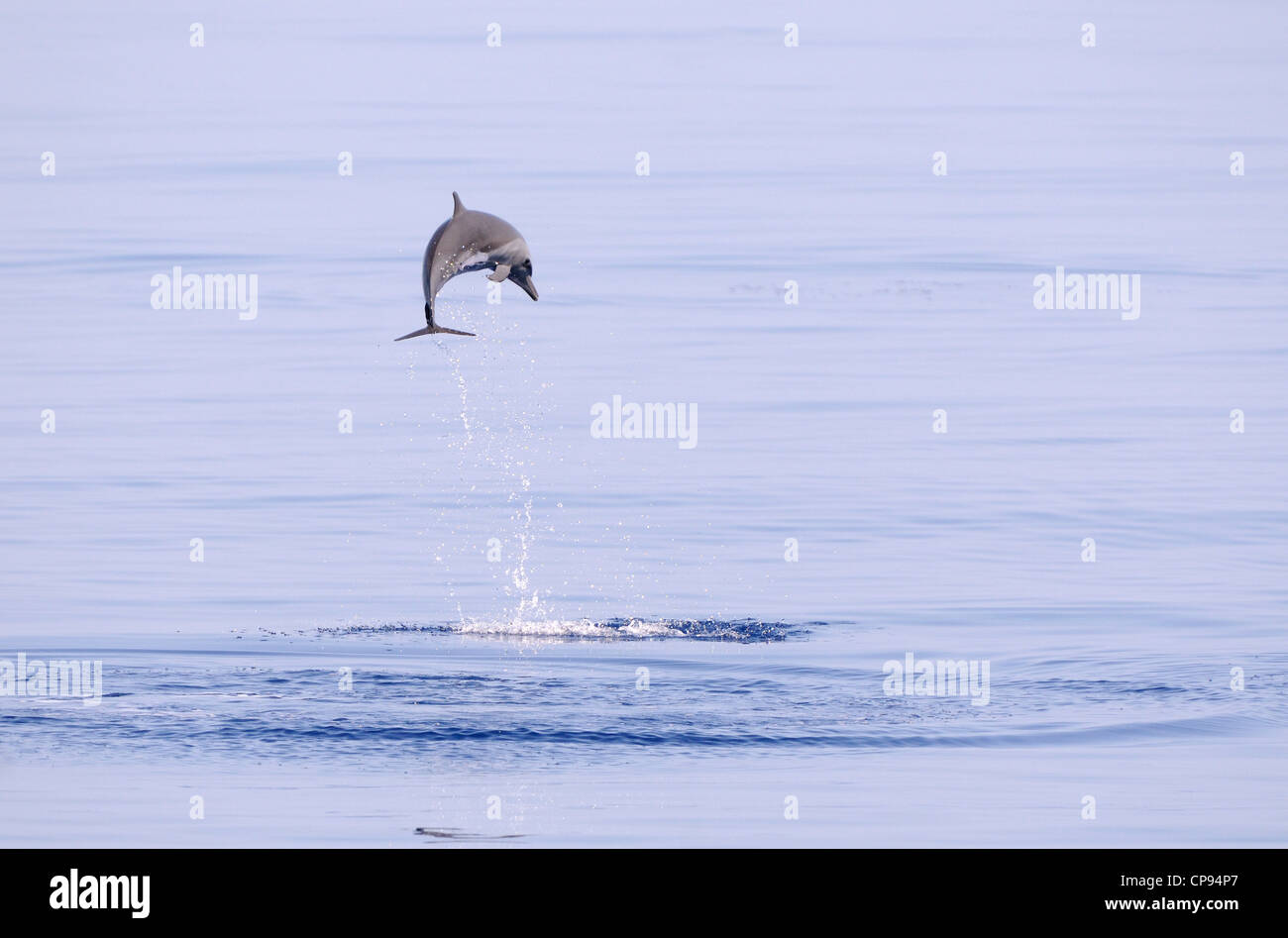 Pantropical Spotted Dolphin (Stenella attenuata) saltando fuori dell'acqua, le Maldive Foto Stock