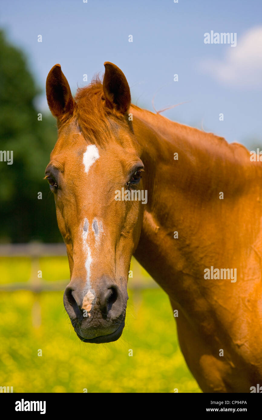 Arabian o cavallo arabo in un campo Foto Stock