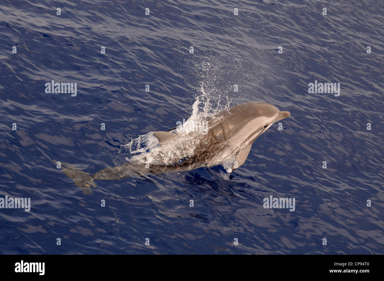 Striping (Delfino Stenella coeruleolaba) in corrispondenza della superficie, Maldive Foto Stock