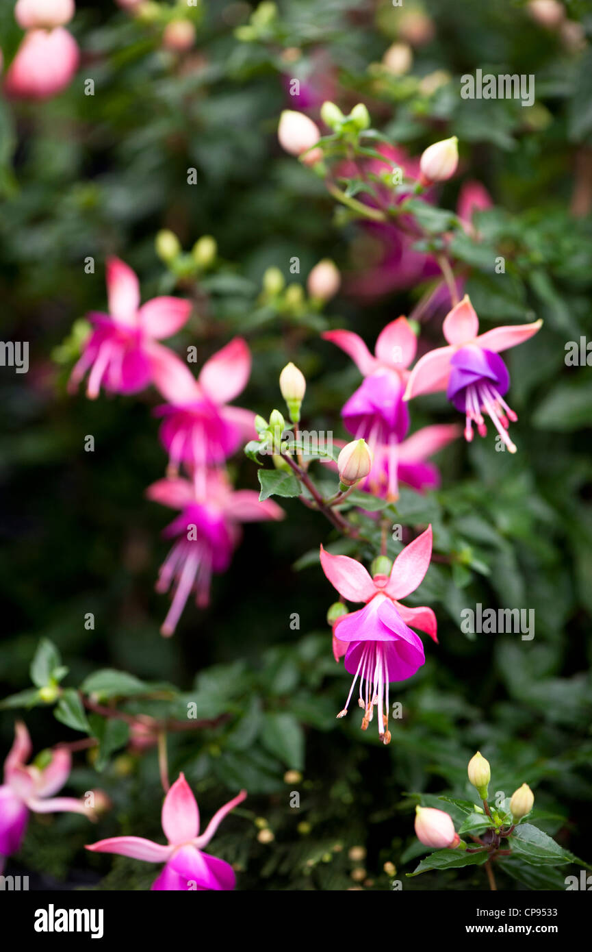 Fuchsia "Lambada" in fiore Foto Stock