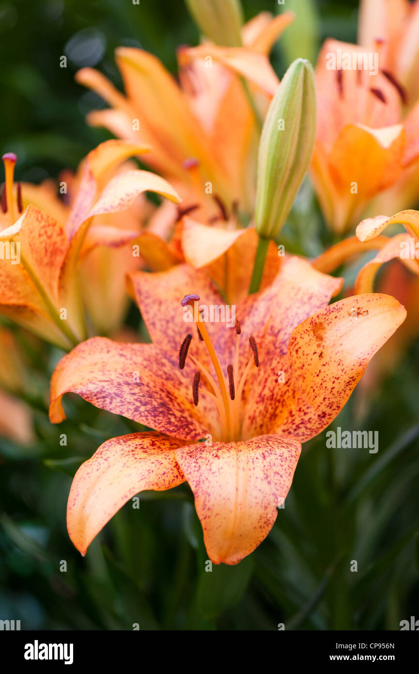 Il Lilium Longiflorum 'asiatico Funny Girl' in fiore Foto Stock