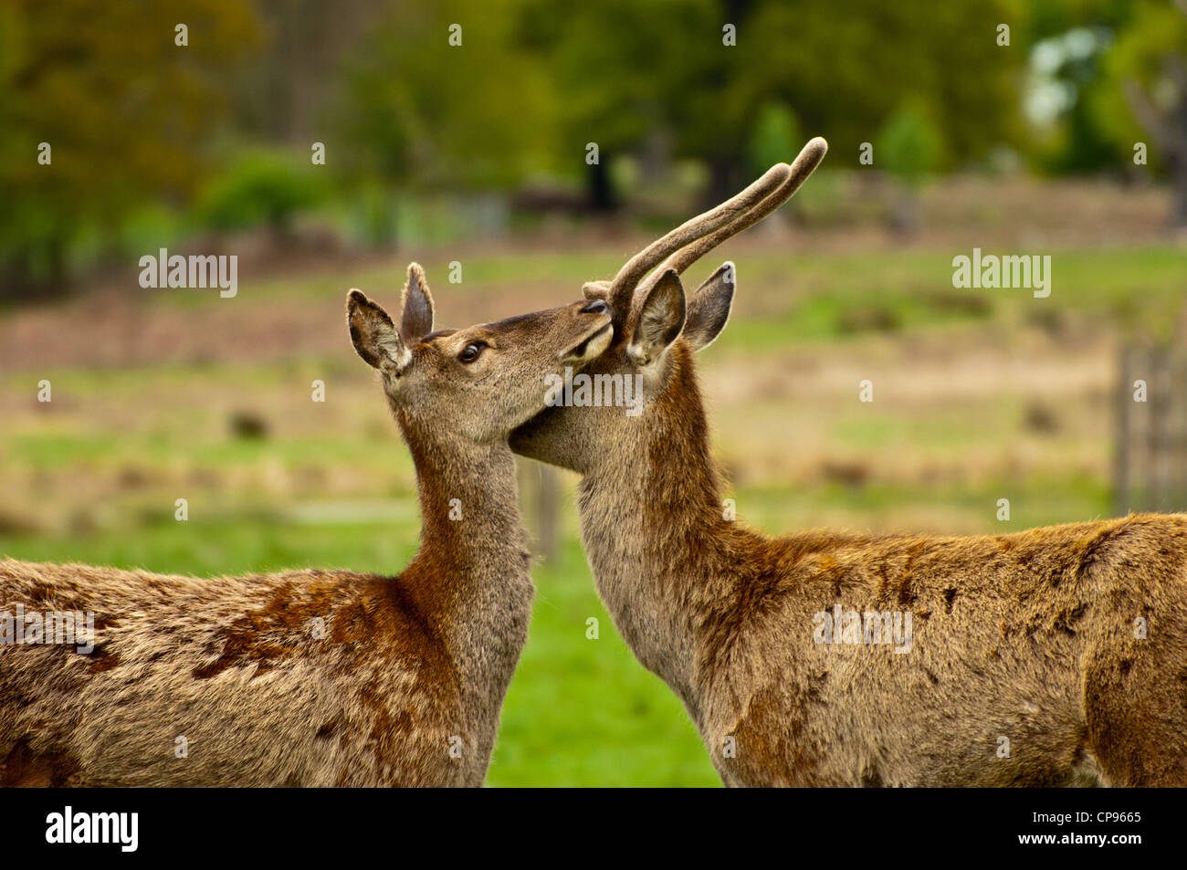 Maschio e Femmina di cervo in Richmond Park Foto Stock