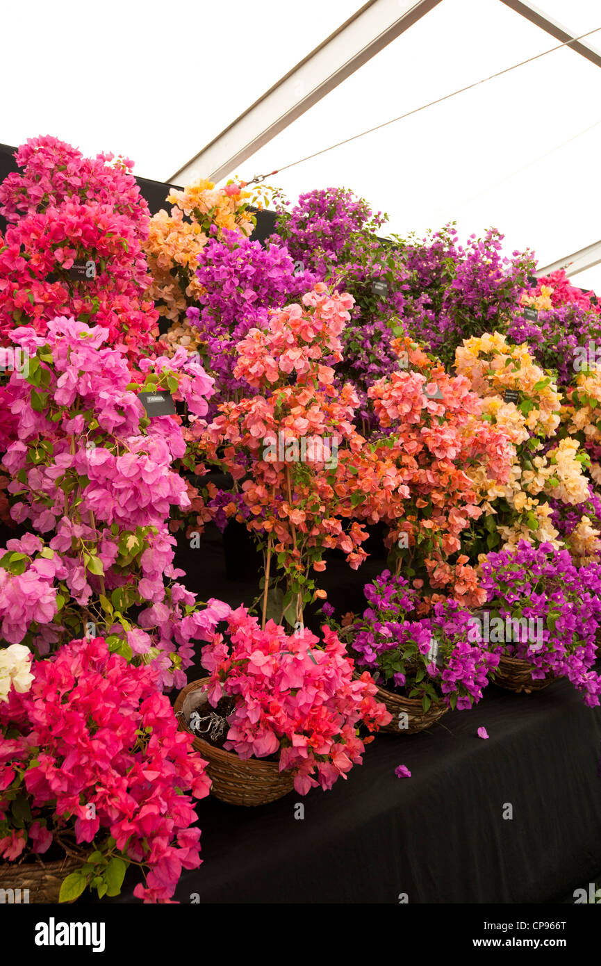 Bouganville Floral marquee mostra al 2012 RHS mostrano Cardiff Foto Stock