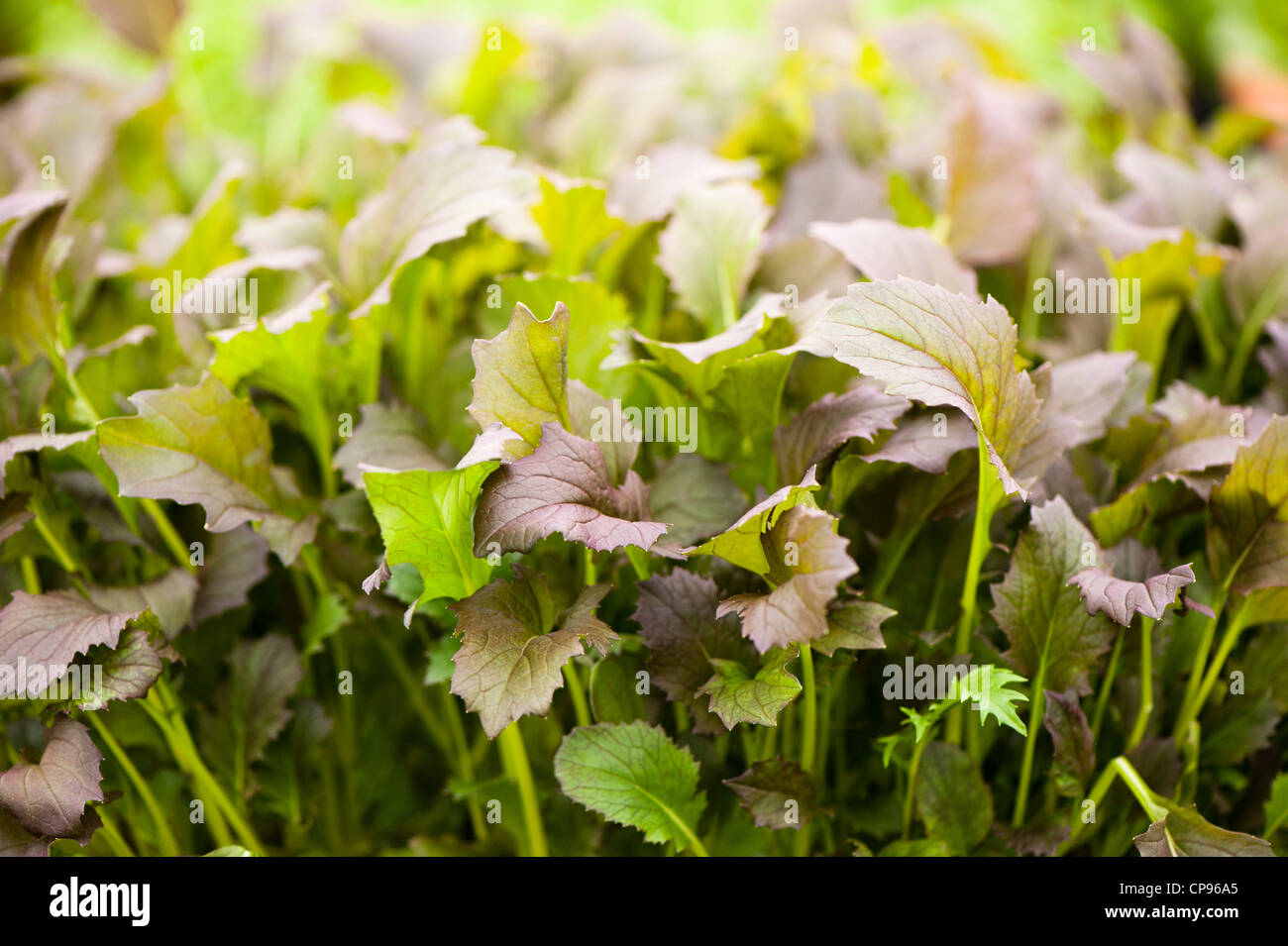 Mizuna 'cavaliere rosso', Brassica rapa var nipposinica Foto Stock