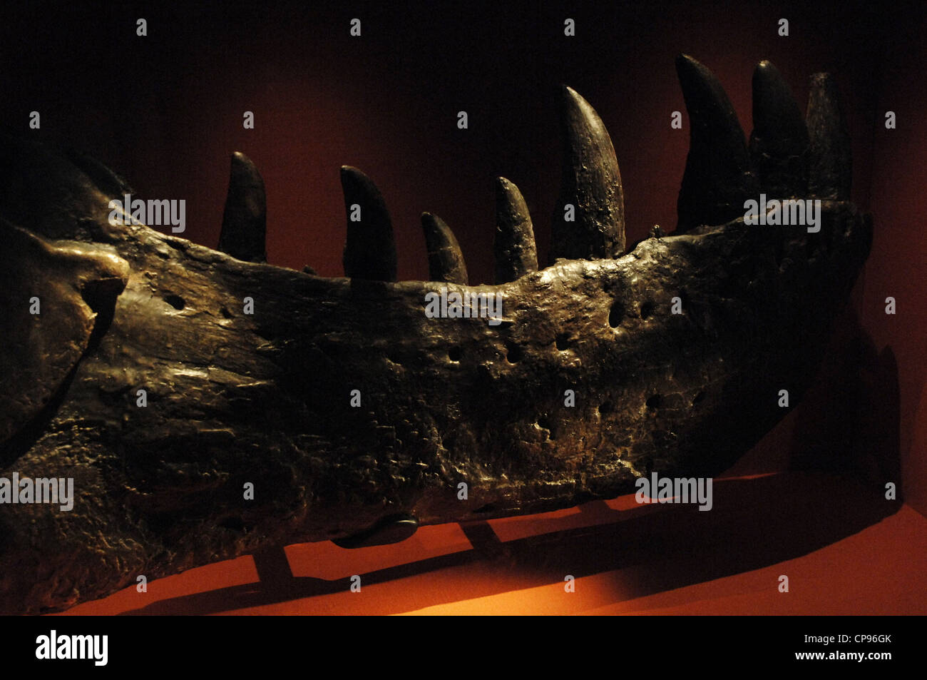 La ganascia del primo Tyrannosaurus Rex . Cretaceo superiore. Maastrichtian. Foto Stock