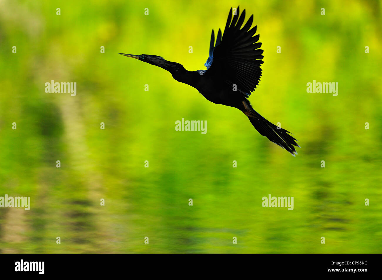 Anhinga (Anhinga anhinga) In volo Audubon Heron Rookery, Venezia, Florida Foto Stock