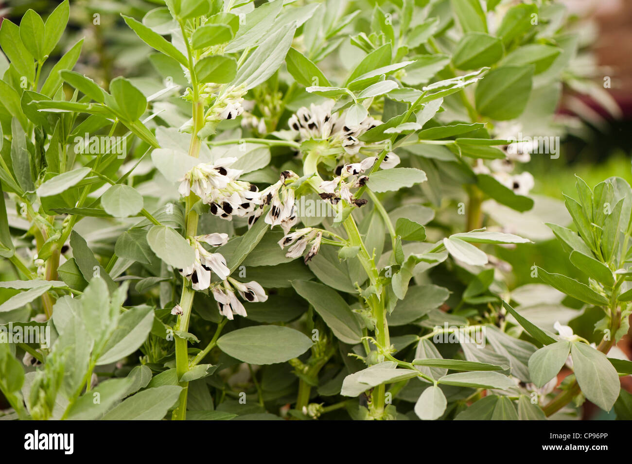 Fava "Sutton', Vicia faba Foto Stock