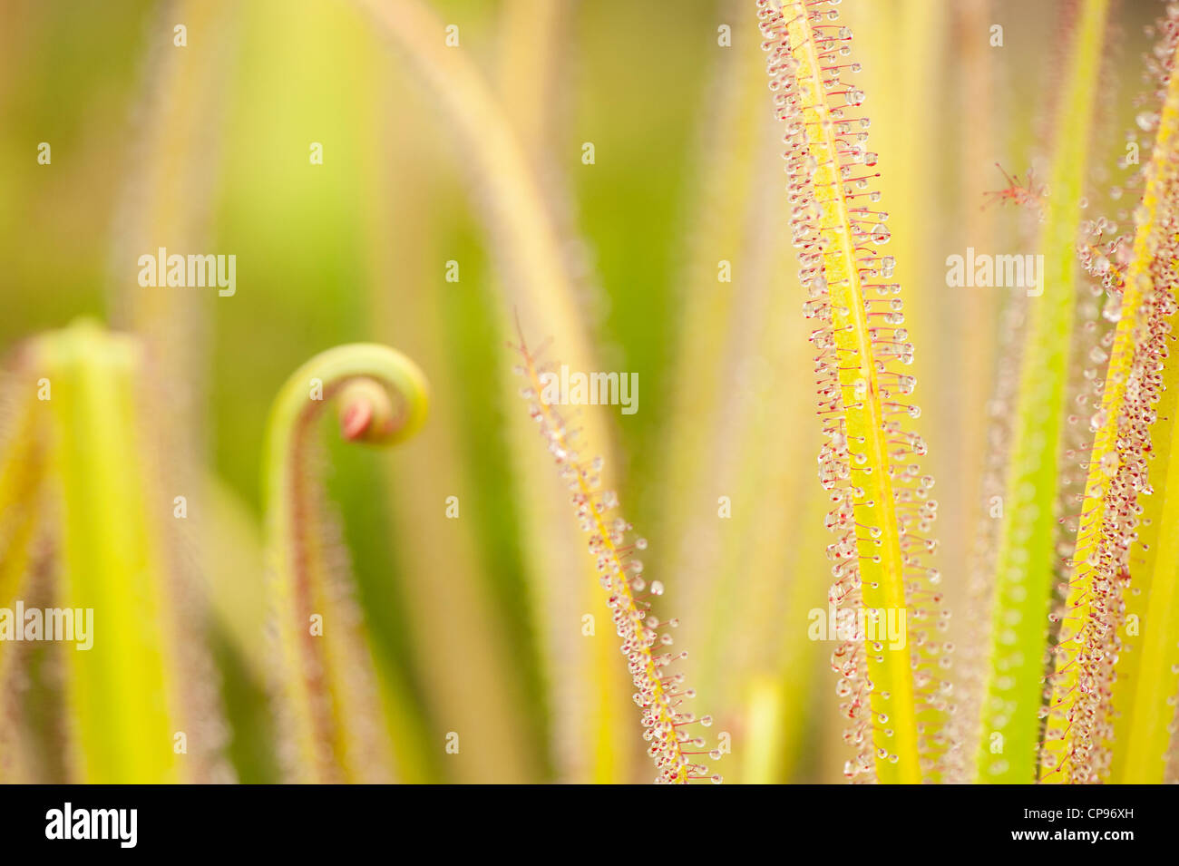 Drosera regia, il re Sundew Foto Stock