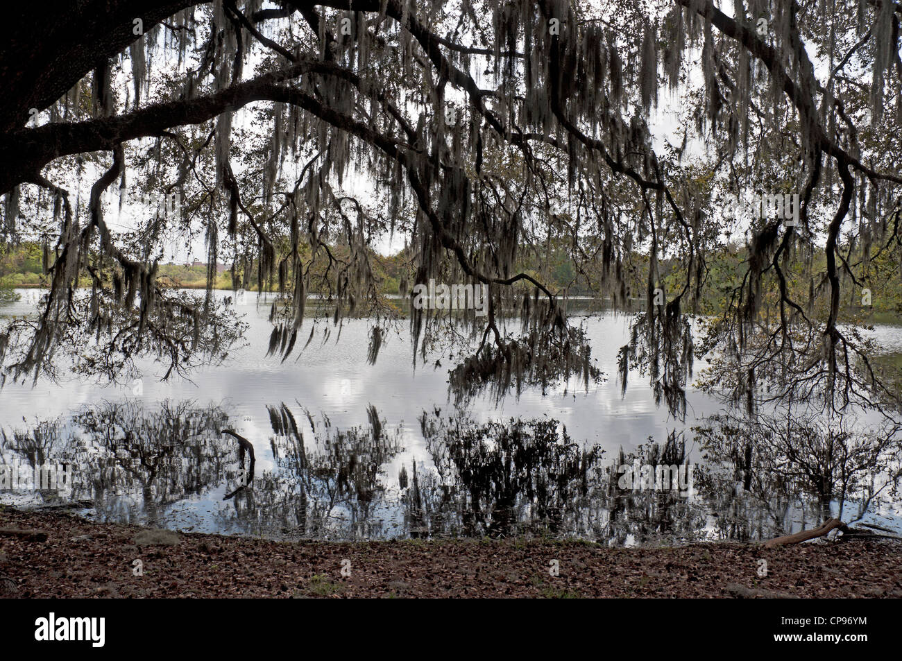 Giant Live Oak tree si blocca sul Lago di Alice sul campus della University of Florida a Gainesville. Foto Stock