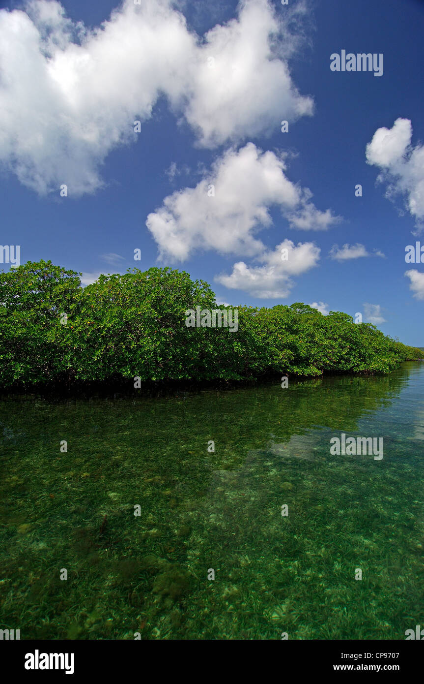 Palude di mangrovie nella piccola isola Foto Stock