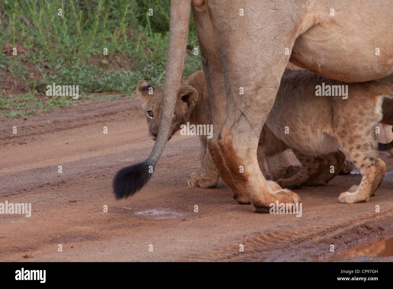 Lion cub il peering da dietro il maschio adulto Lion's tail Foto Stock