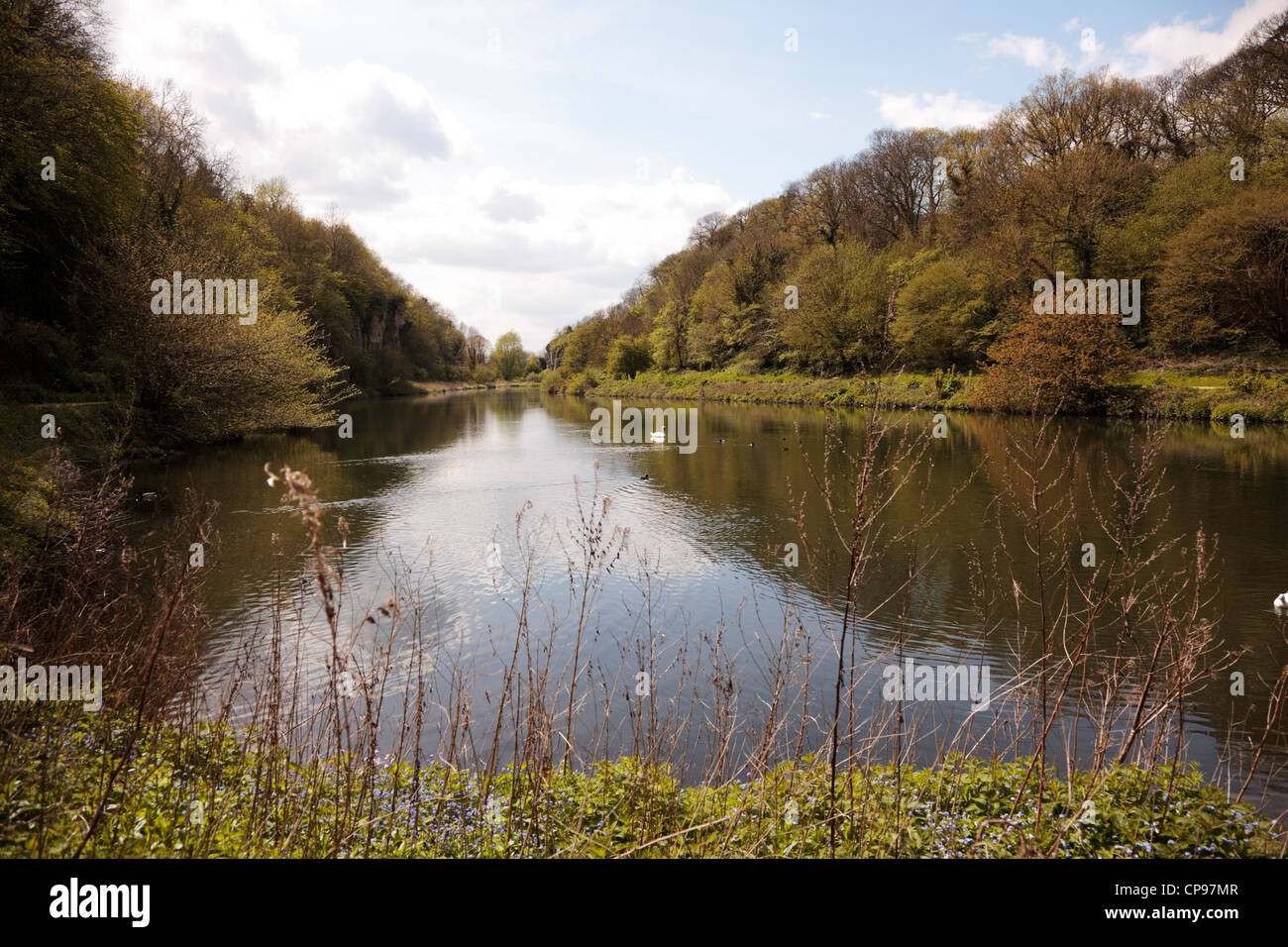 Creswell Crags Limestone Gorge, , Derbyshire, Inghilterra. Foto Stock