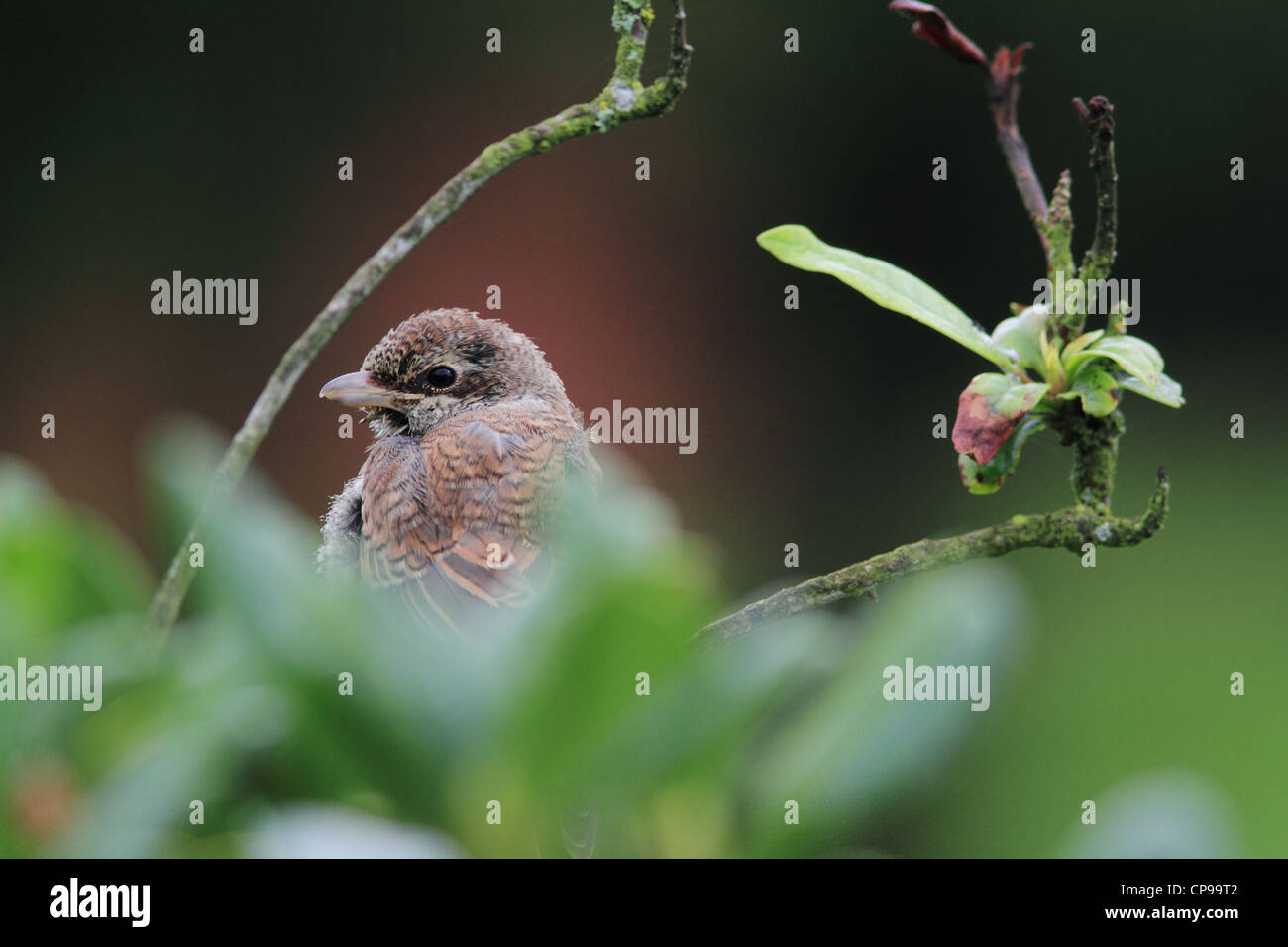 I capretti Red-backed Shrike (Lanius collurio) Foto Stock