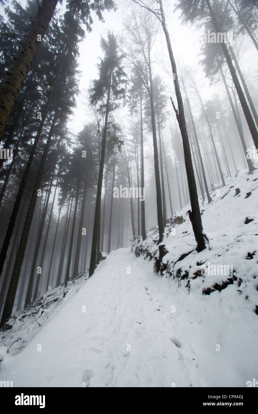 Percorso d'inverno circondato da alberi in polacco monti Beskidy. Paesaggio invernale. Foto Stock
