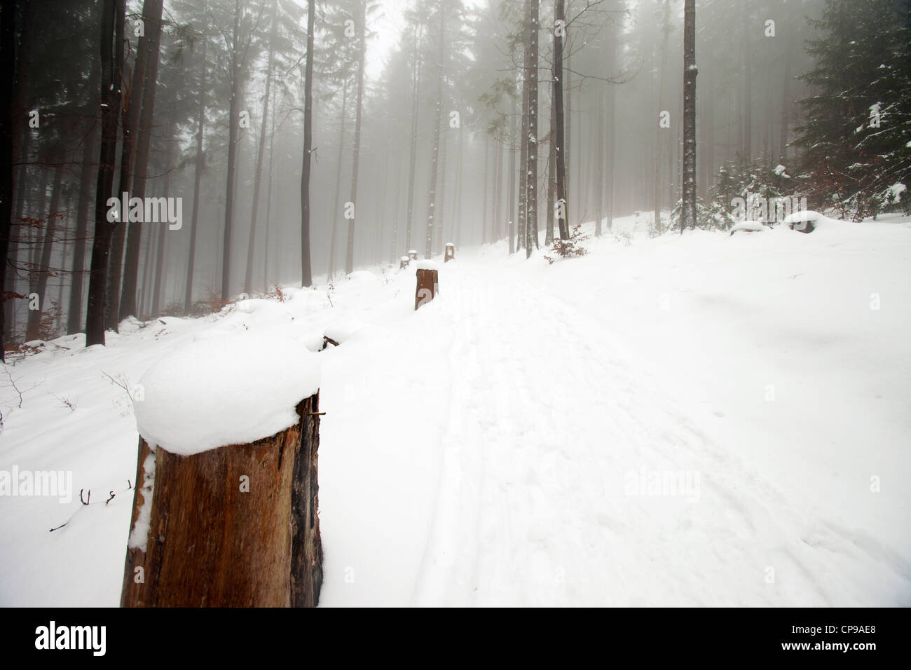 Percorso d'inverno circondato da alberi in polacco monti Beskidy. Paesaggio invernale. Foto Stock