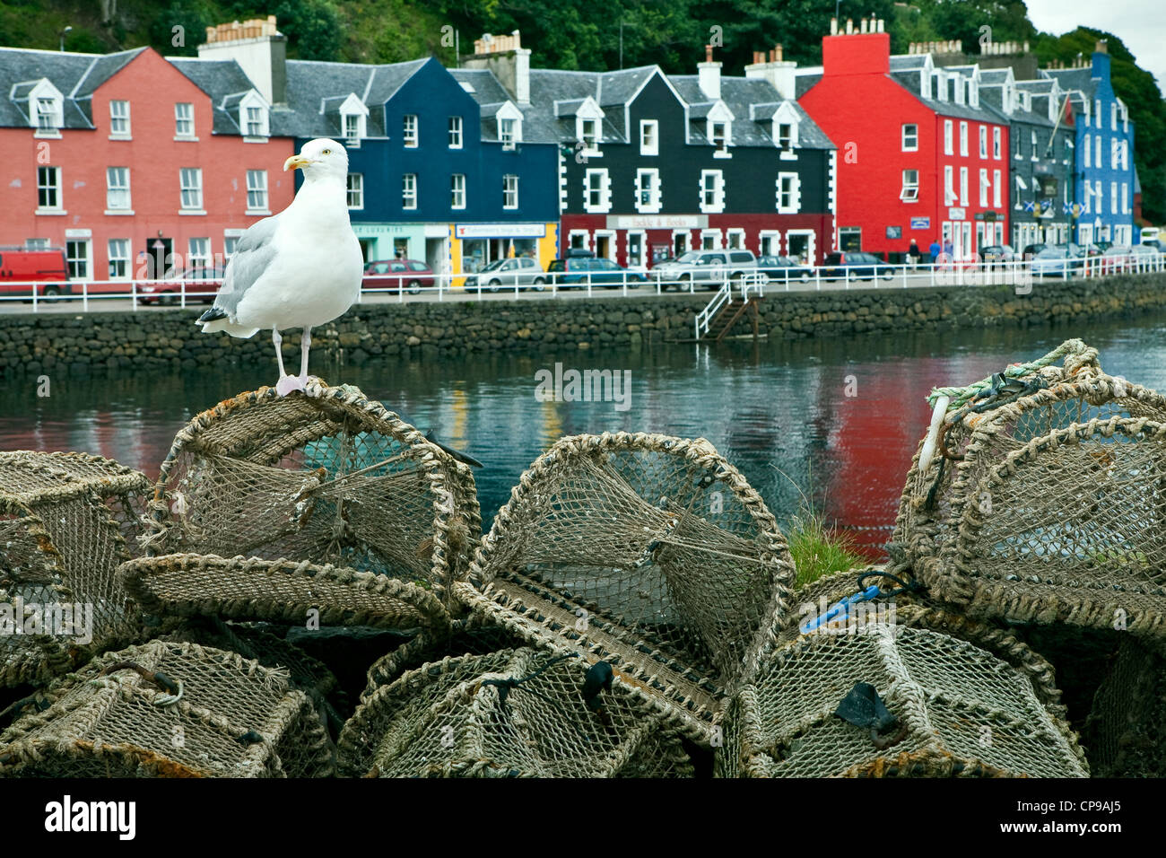 Un gabbiano permanente sulla sommità del Lobster Pot di fronte alla banchina colorati in Tobermory, Isle of Mull Scotland Foto Stock