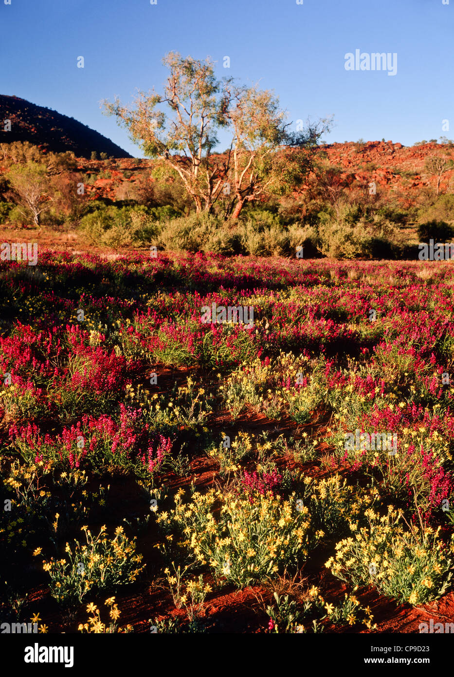 Inverno fiori selvatici, Sud Australia Foto Stock