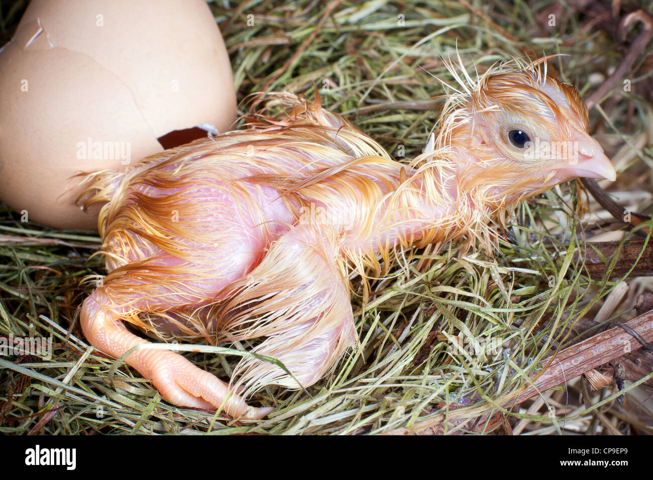 Primi passi inerme di un nuovo pulcino tratteggiata Foto Stock