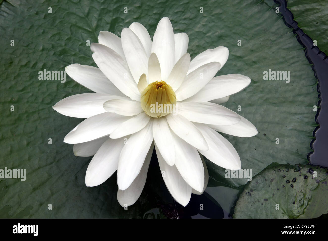 Fiore di Loto in Pieno Sboccio in Phuket, Tailandia Foto Stock