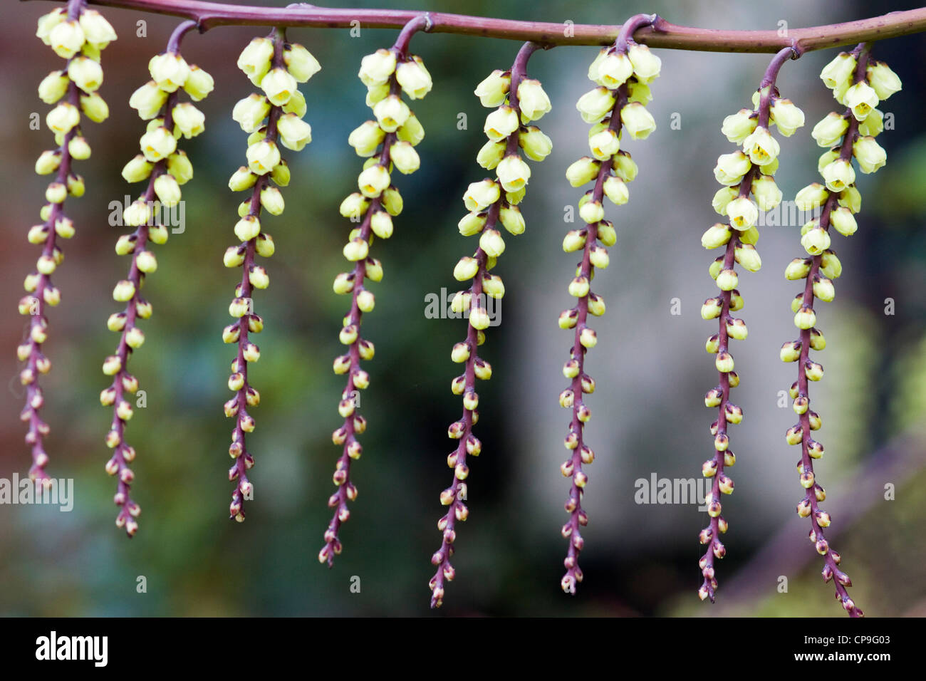 Stachyurus praecox Spiketail fioritura tree Foto Stock