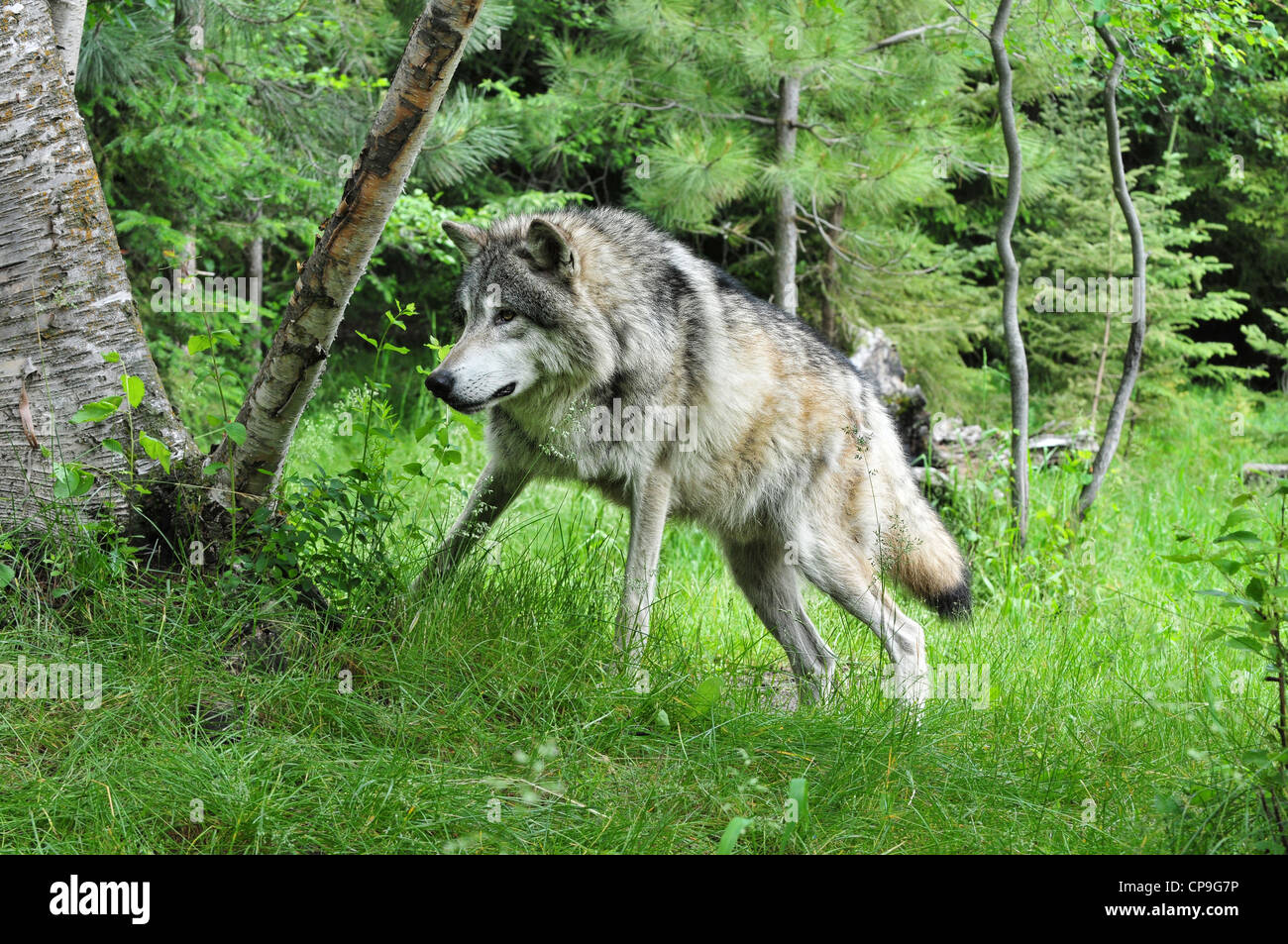 Lupo (Canis lupus) Lupo di legname a guardare la sua preda in un bosco durante la primavera Foto Stock