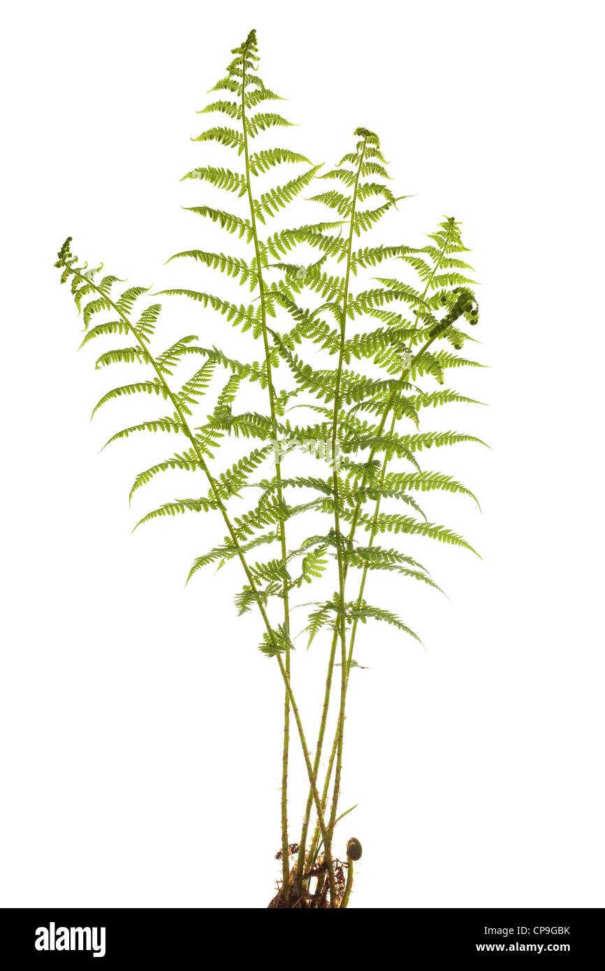 Cluster giovani fern (Polypodium) su sfondo bianco Foto Stock