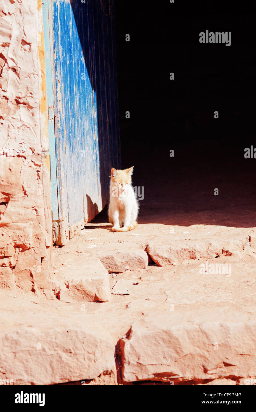 Lonely kitty crogiolarsi nella porta di una casa antica Foto Stock