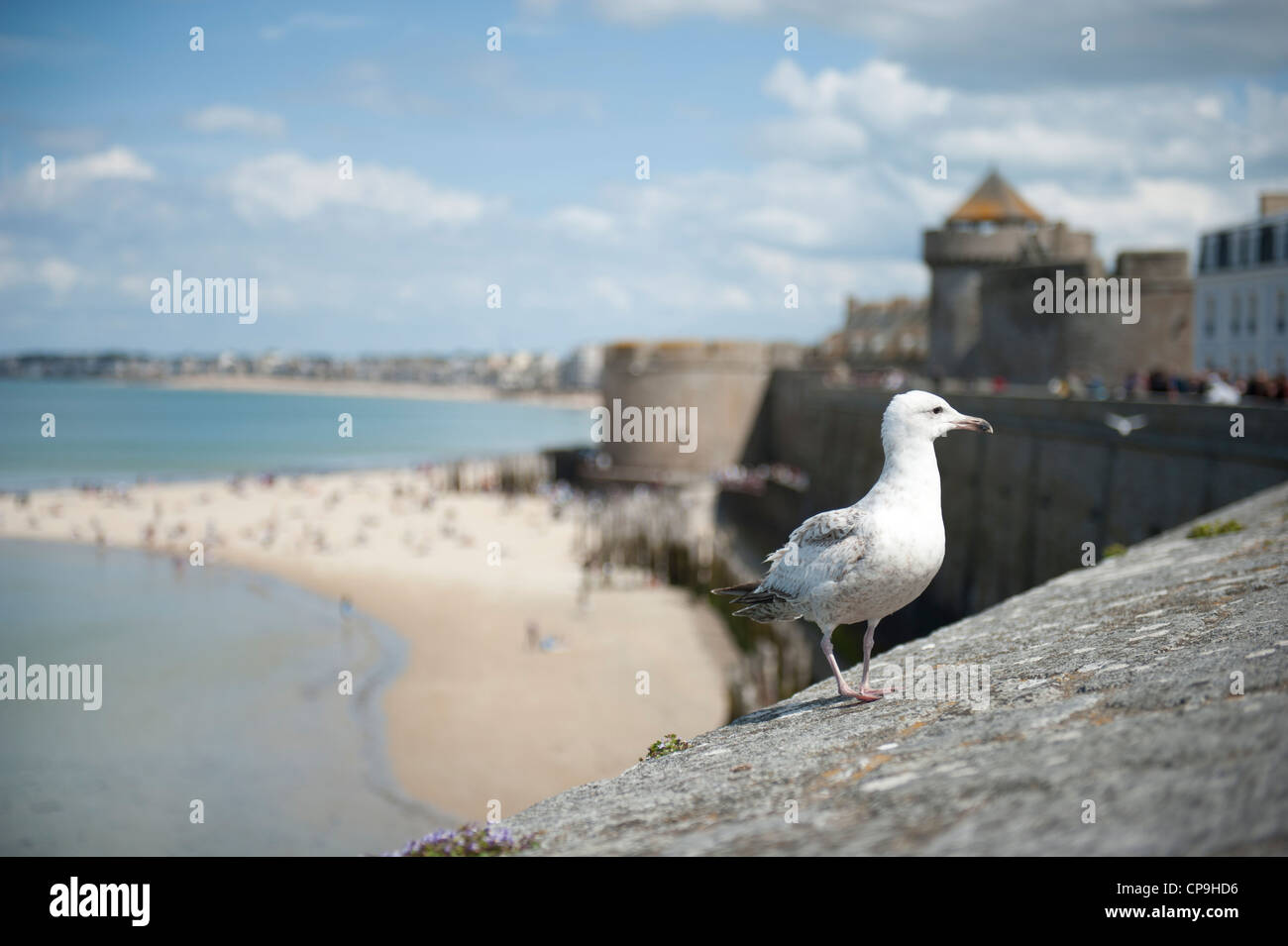 Seagull marciando su le mura che circondano il centro storico di Saint Malo, Bretagna Francia Foto Stock