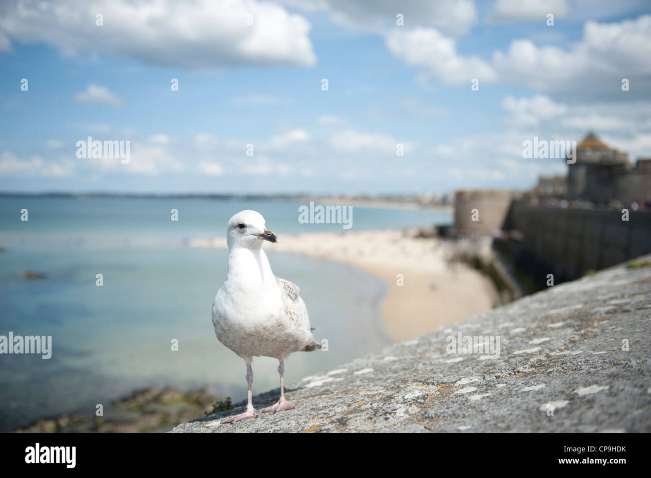 Seagull marciando su le mura che circondano il centro storico di Saint Malo, Bretagna Francia Foto Stock