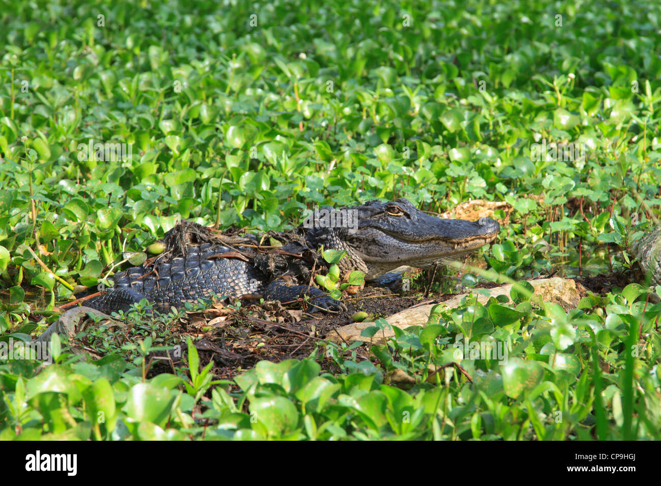 American Alligator Alligator mississippiensis poggiante su un tronco galleggiante nella palude in Lago di Martin, Louisiana. Foto Stock