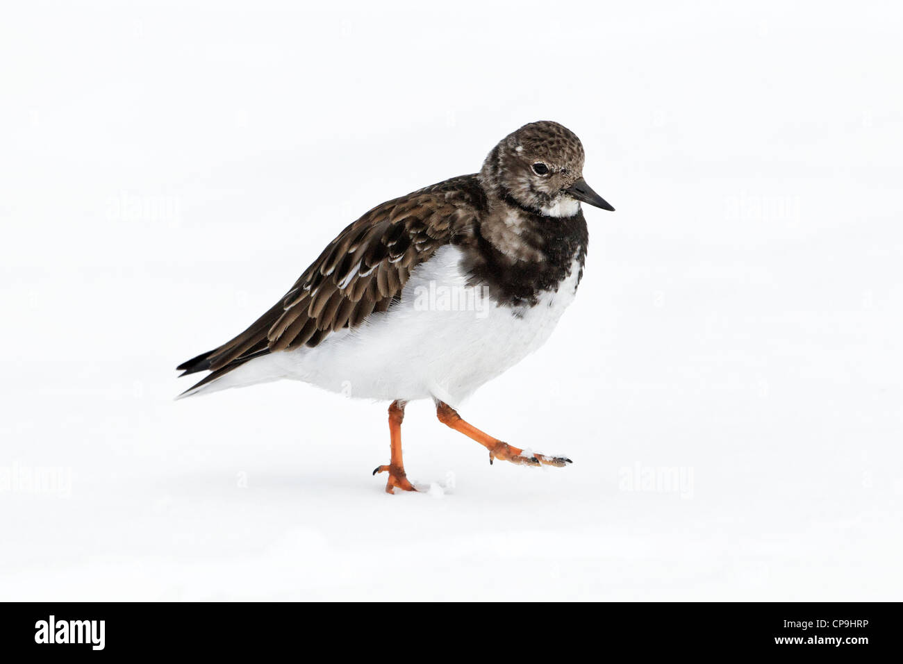 Turnstone, Voltapietre, Arenaria interpres, un unico piumaggio invernale bird passeggiate sulla neve, Norfolk, Febbraio Foto Stock