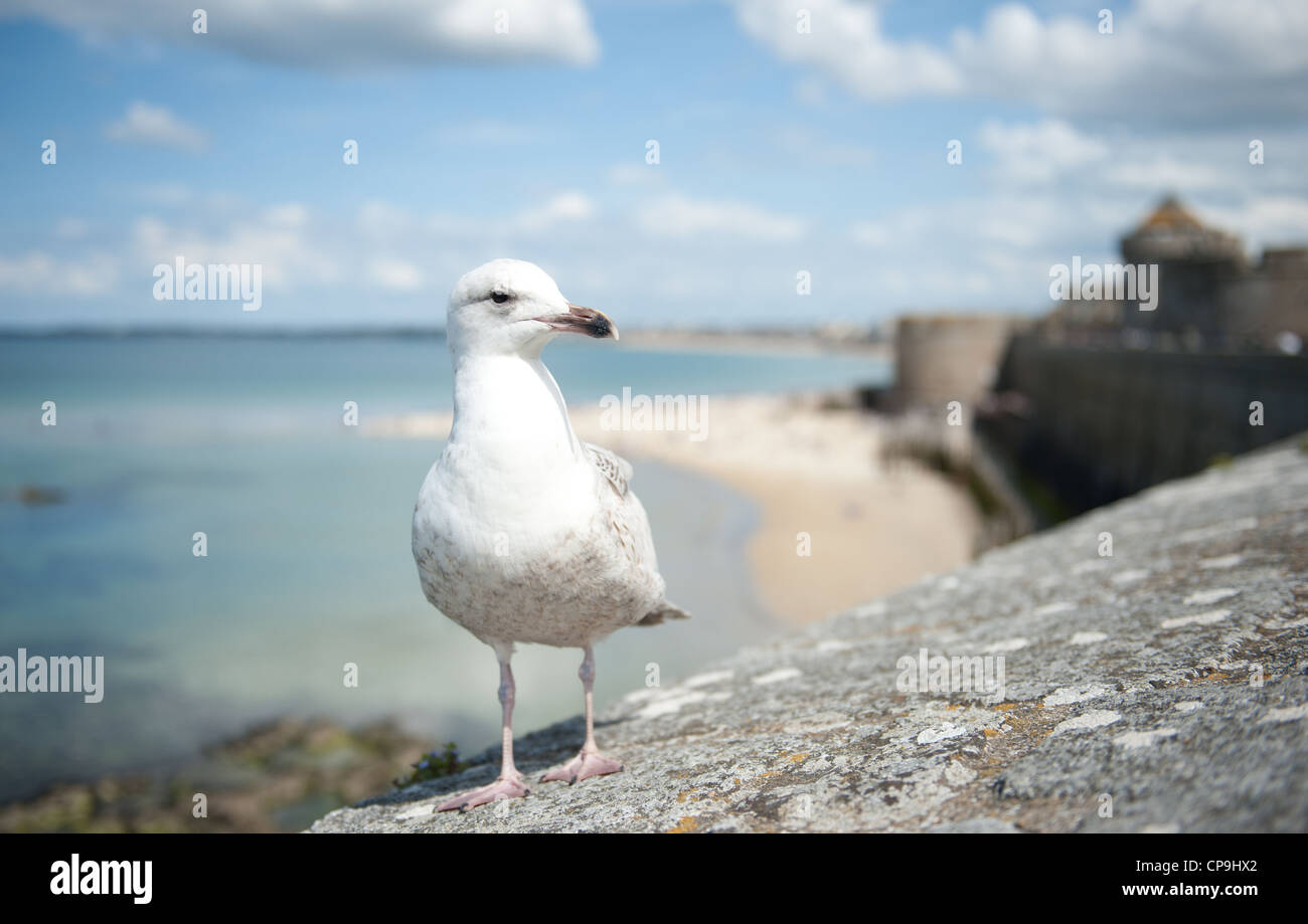 Seagull marciando su le mura che circondano il centro storico di Saint Malo, Bretagna Francia Foto Stock