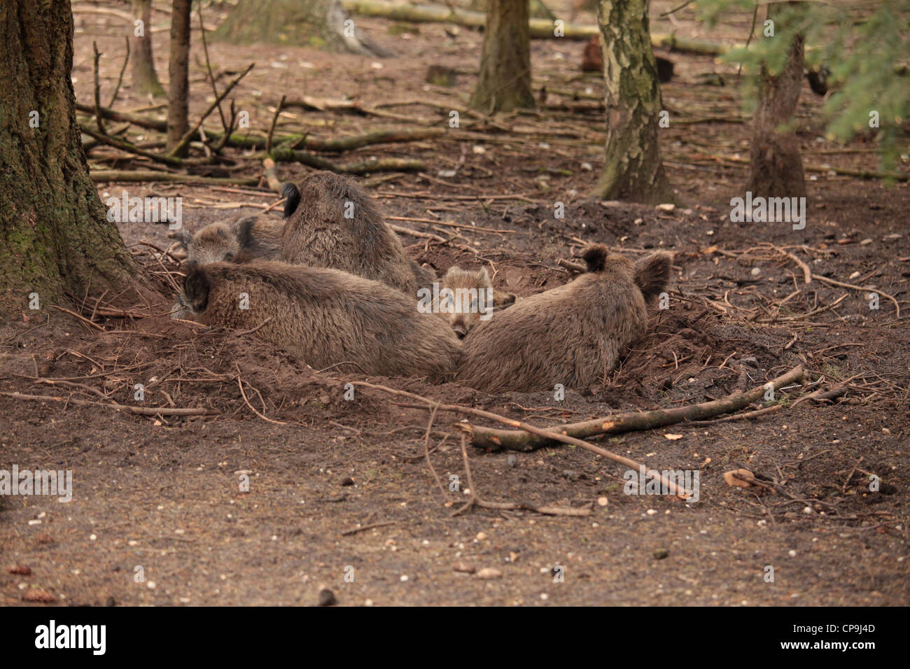 Suini selvatici con un po' di maiale Foto Stock