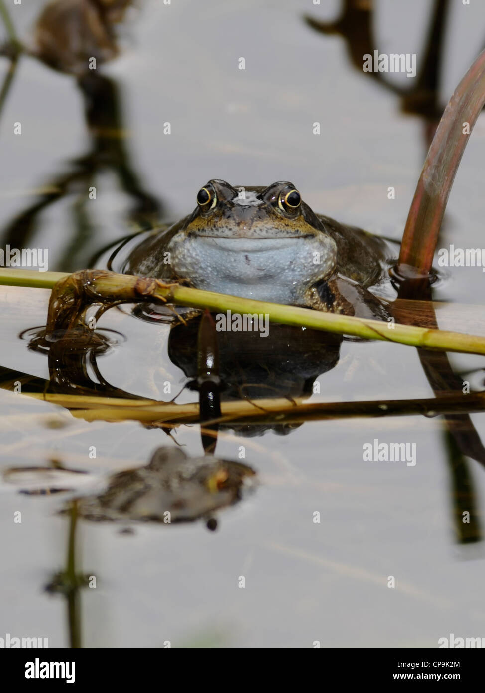 Una Rana comune ( Rana temporaria ) a riposo tra le lamelle marginale di un laghetto Foto Stock