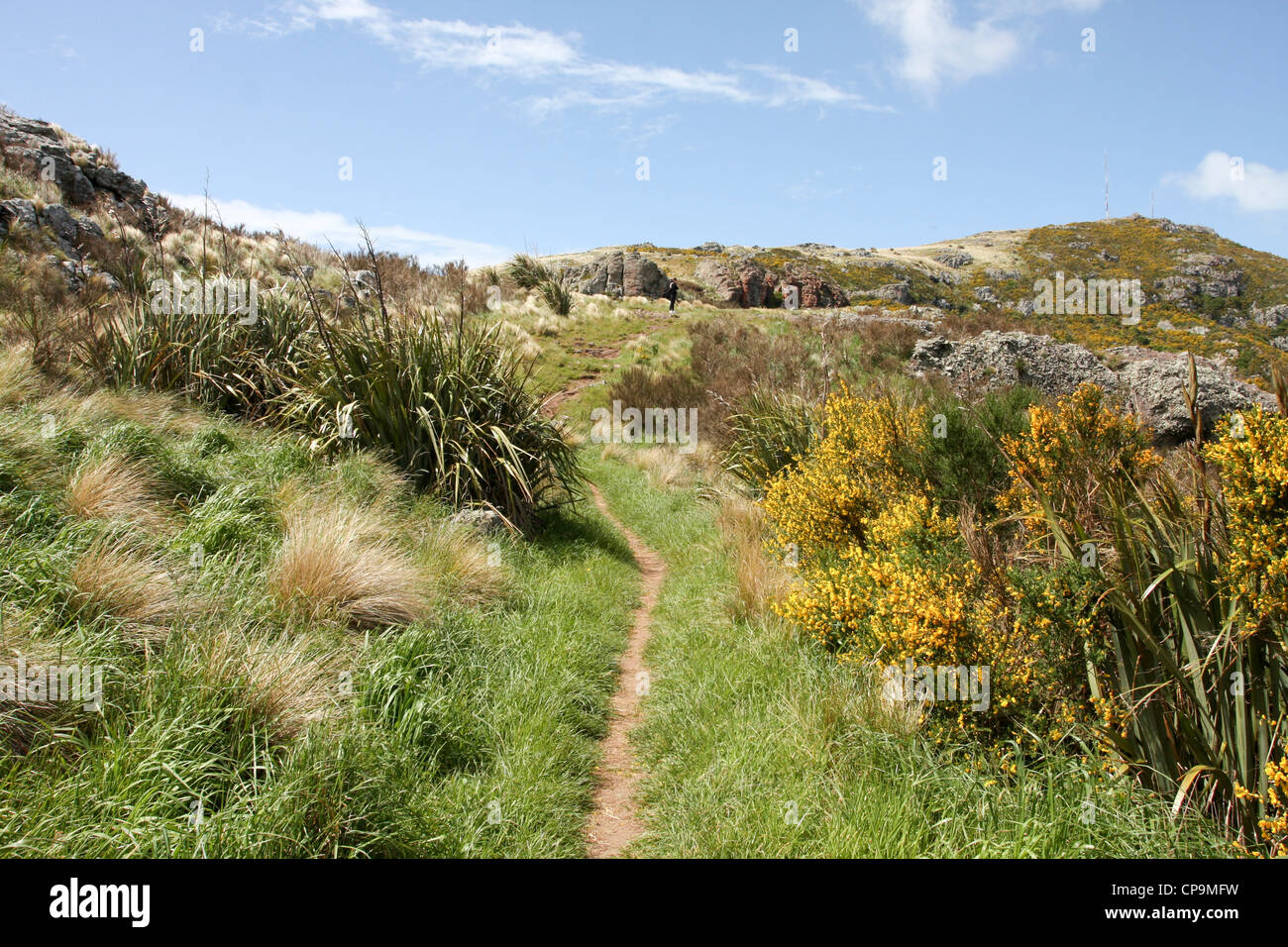 Lyttelton, Nuova Zelanda. Mount Pleasant trail Foto Stock