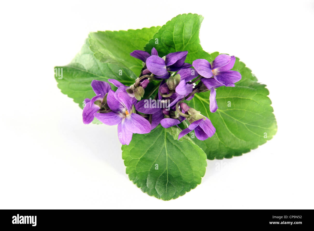 Violette isolati su sfondo bianco Foto Stock