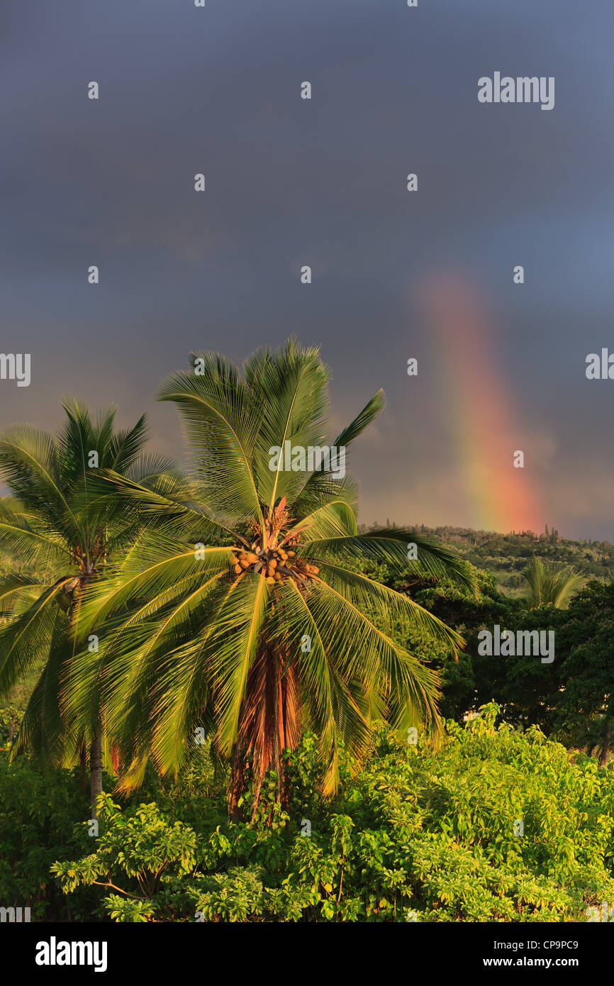 Le palme sotto l'Arcobaleno - la Big Island delle Hawaii, Foto Stock