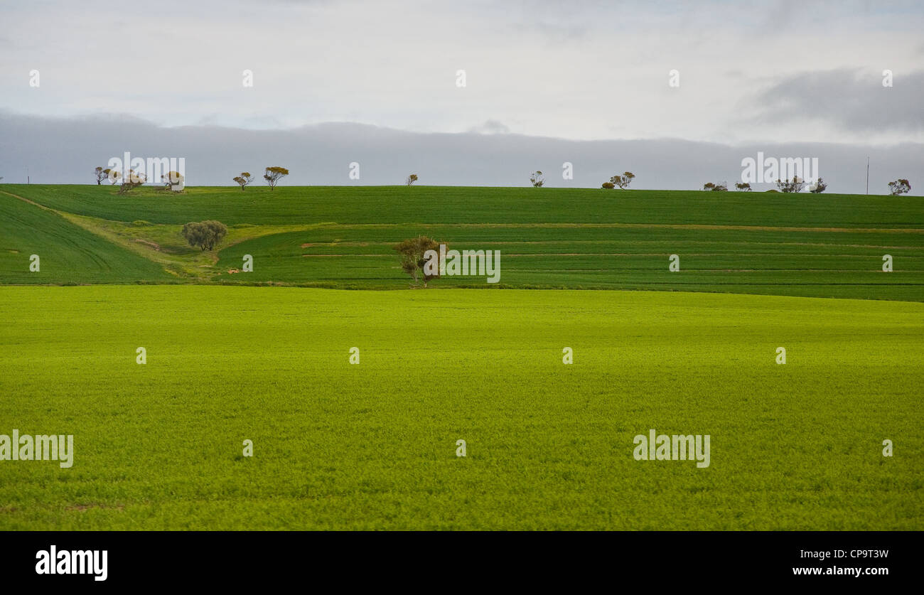 Hill e erba nel paesaggio australiano, Sud Australia Foto Stock
